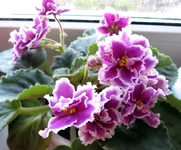 -русский Сувенир.webp