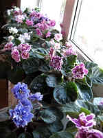 windowsill (2) - november2010.webp