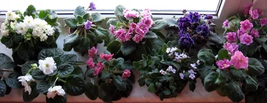 Windowsill- november2010.webp