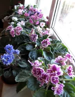 windowsill(3) -november2010.webp