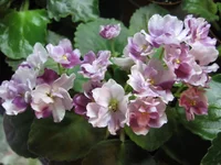 Mac's Southern Springtime_9174.webp