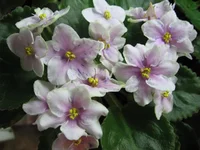 Rebel's Splatter Kake_9181.webp