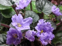 Stormy Weather _9178.webp