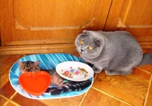  (26).webp