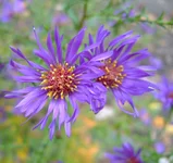 DSCF2043.webp