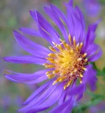 DSCF2052.jpg