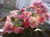 Mac's Southern Springtime_9184ю.webp