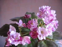 Mac's Southern Springtime_9186ю.webp