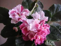  вишня_9187.webp