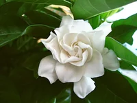DSC0l0462.jpg