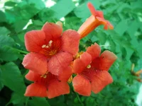 DSC00462.webp