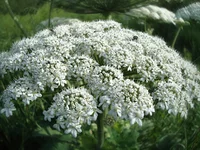 DSC05051.jpg