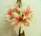 Sweet Lilian.webp