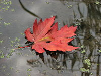 IMG_153q5.JPG