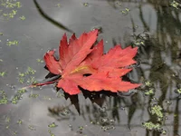IMG_153q5.JPG
