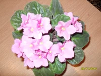 . фиалка.webp