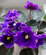 Rodeo Hilly Billy.webp