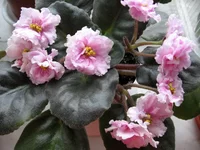 -Колыбель жизни.webp