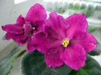 Rebels Flaming Star.webp