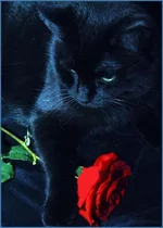 85418882_59074052_1273939615_Black_Rose_CatML.jpg
