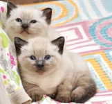 03.webp