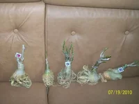 127956395008009326.webp