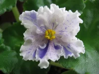 -Музыка Вивальди_9200.webp