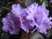 Stormy Weather _9205.webp