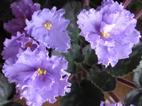 Stormy Weather _9204.webp