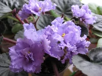 Stormy Weather _9203.webp