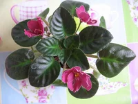 Lyon's Paprika_9207.webp