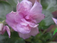 -Цветочный вихрь [1600x1200].webp