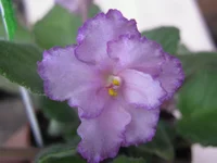 Fredette’s Risen Star [1600x1200].webp