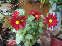  хризантемка.webp