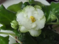 Irish Laughter1.webp