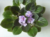 Rob's Dust Storm.webp