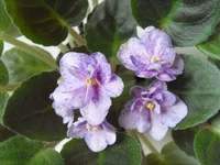 Rob's Dust Storm1.webp