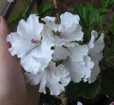 _lotus.webp