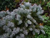  Blue Star.webp