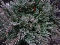  'Prince of Wales'.webp