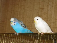 IMG_3115.webp