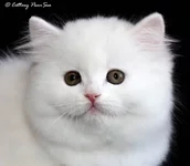 Nootka.webp