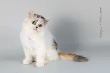 Margarita.webp