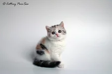 Princess-Royal3.webp