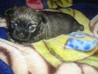 chihuahua_devochka_27910443_1_F.jpg