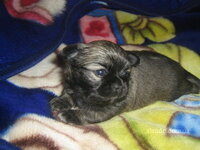 chihuahua_devochka_27910443_2_F.jpg