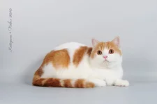 Gosha.webp