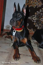 pyEBY.webp