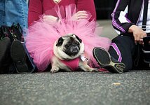 funny_pug_18.jpg