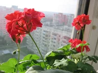 960138_m.jpg